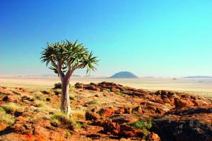 Quivertree